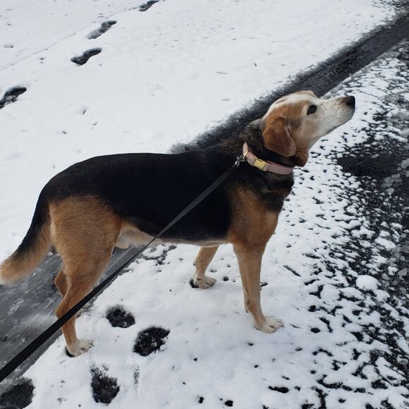 Meet your Posher, Poe - Picture 4 of 4